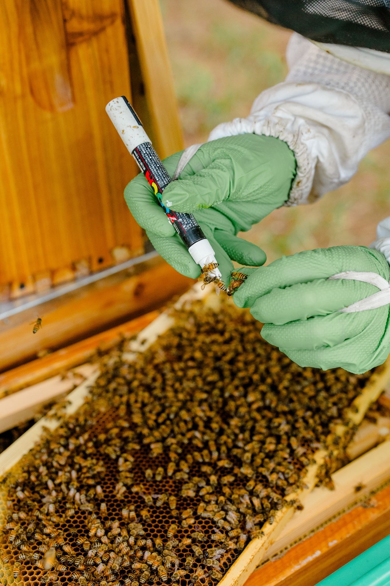 A marked queen bee on honeycomb at Georgia Hive & Honey