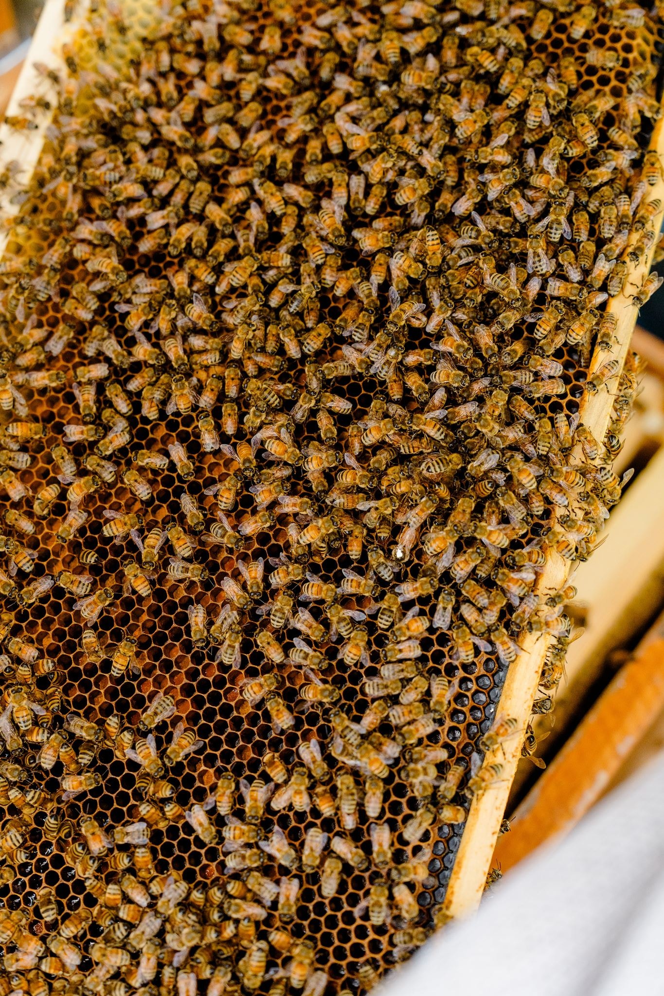 Close-up of bees working on honeycomb at Georgia Hive & Honey